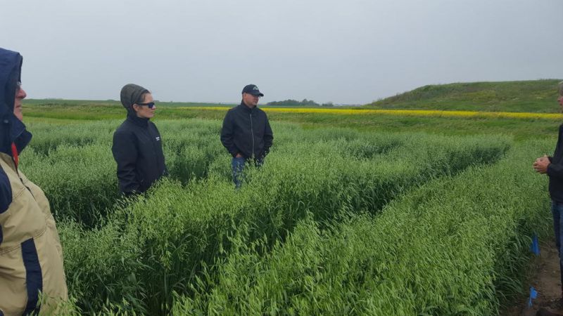 {alt text} SaskOats board members tour Oat Advantage and learn about Jim Dyck's research into winter oats.

Picture Taken: July 8, 2020
Location: Near Saskatoon, SK